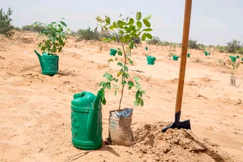 Journée Mondiale de l'Arbre 2026 : Planter aujourd'hui pour préserver demain